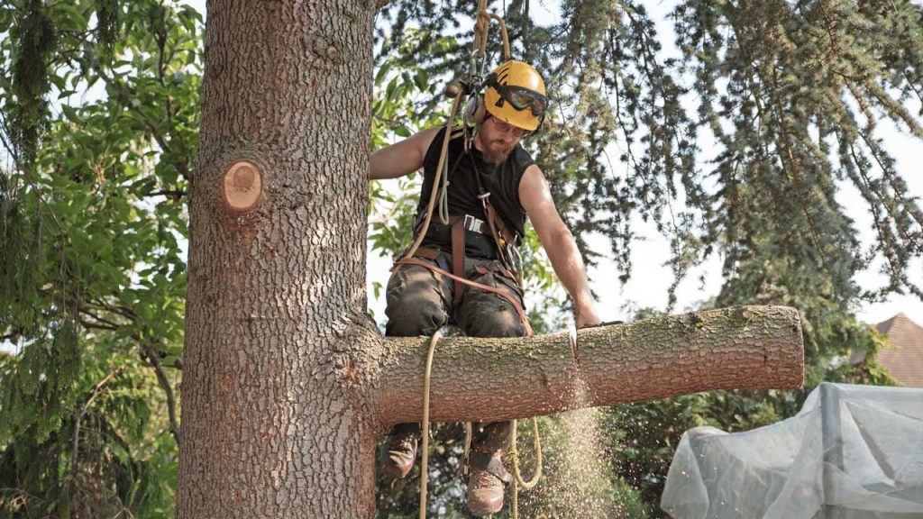 Do I Need A Permit And Zoning Approvals For Tree Trimming?