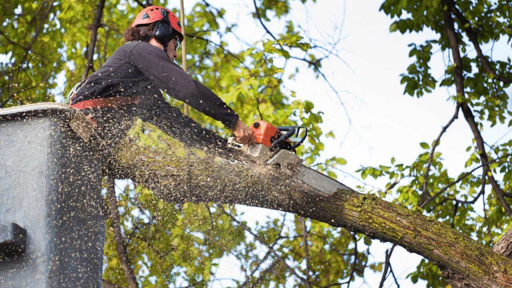 Do I Need A Permit And Zoning Approvals For Tree Trimming?