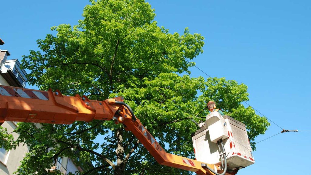 The Impact Of Tree Removal On Your Landscape: Balancing Safety And Beauty