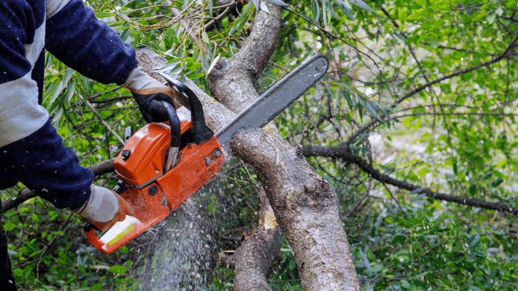 How Arborists Contribute To The Landscaping Beauty Of Port St. Lucie