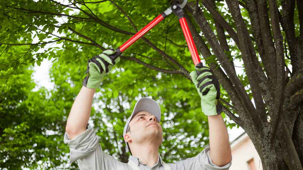 The Role Of A Professional Arborist In Maintaining Urban Forests In Port St. Lucie